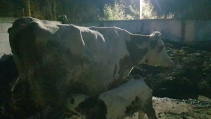 Vând vaca cu vițel 