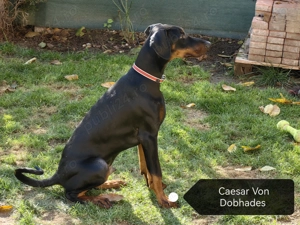 Căței doberman cu pedigree tip A - FCI 