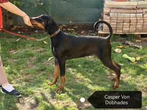 Căței doberman cu pedigree tip A - FCI  - imagine 3