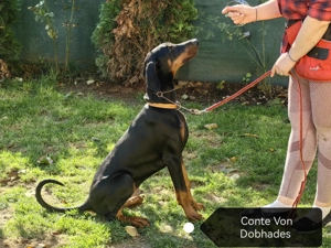 Căței doberman cu pedigree tip A - FCI  - imagine 4