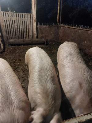 Vînd porci satu nou de jos