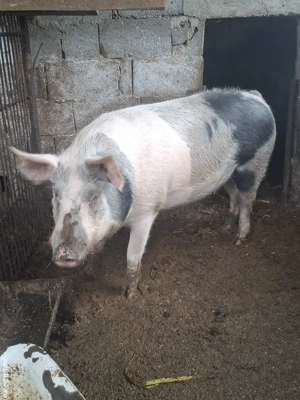 porci disponibili        - imagine 2