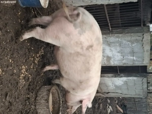 porci disponibili        - imagine 3