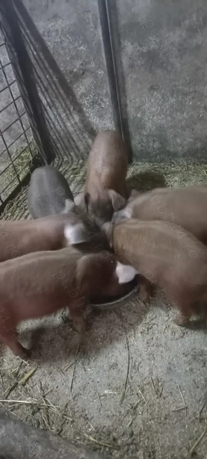 Purcei Duroc rasă pură de reproducție Turnu Magurele 900Lei F și 800Lei M