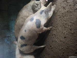 porci disponibili        - imagine 4