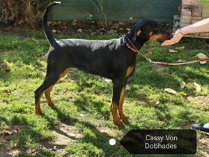 Căței doberman cu pedigree tip A - FCI  - imagine 5