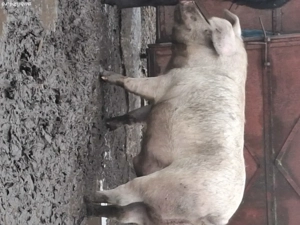 porci disponibili        - imagine 5