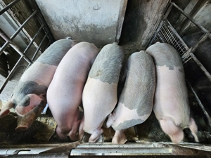 Vând Porci 130-150 kg 17 LEI kg