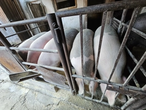 Vând Porci 130-150 kg 15 LEI kg - imagine 2