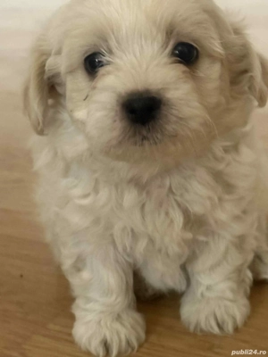 vand bichon - imagine 2