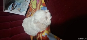 vand bichon - imagine 3