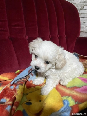 vand bichon - imagine 4