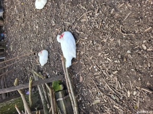 vand ratoi si rate mute