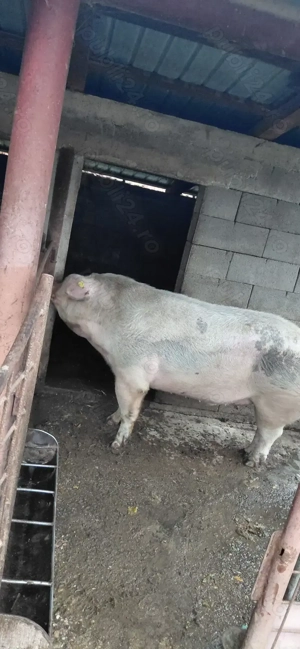 Porc de vânzare pentru sacrificat 