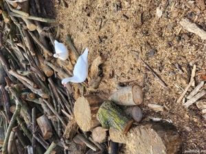 vand ratoi si rate mute - imagine 2