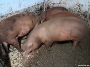 Porci de vinzare 