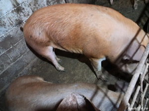 Porci de vinzare - imagine 4