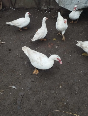 Vand Rate mute . - imagine 2