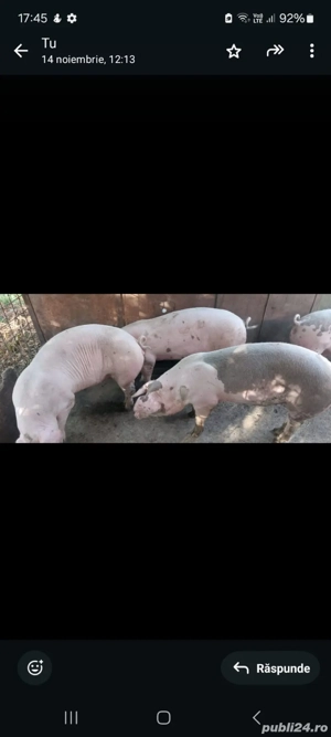 Porci de vanzare Dambovita 