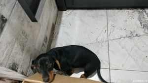 cățel teckel cu par scurt ,negru , zece saptamani