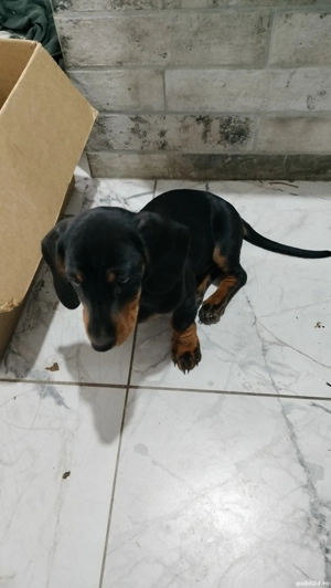 cățel teckel cu par scurt ,negru ,  12 saptamani - imagine 4