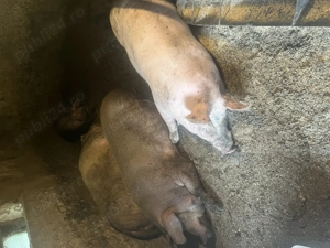 Porci ptr craciun - imagine 10