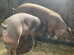 Purcele duroc original  - imagine 3