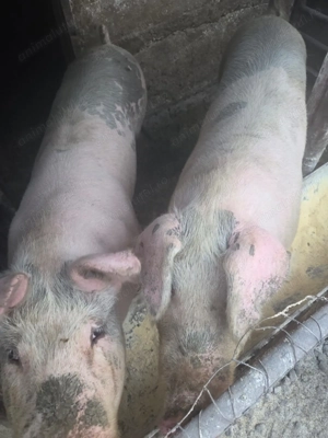 Vând porc 18 lei Kg - imagine 2