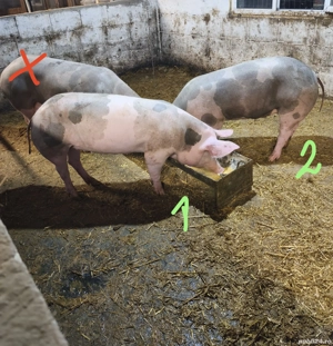 2 scrofițele pietran