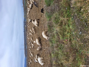 Vand 42 de oi - imagine 2