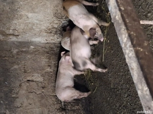 Gata de plecare pentru mai multe detli sunați la nr de telefon   - imagine 2