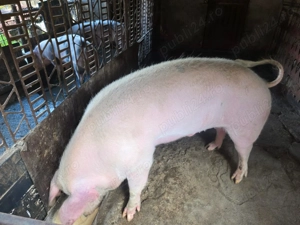 Porc de vanzare pentru craciun - imagine 3