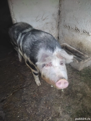 porci duroc si marele alb - imagine 2