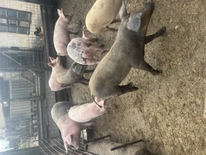 Vand porci din rase de carne ! - imagine 5