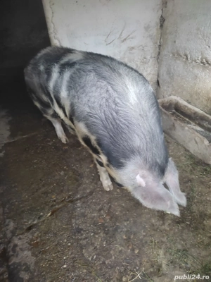 porci duroc si marele alb - imagine 4