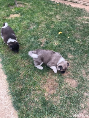 donez catei Akita American - imagine 4