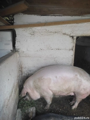 porci duroc si marele alb - imagine 3