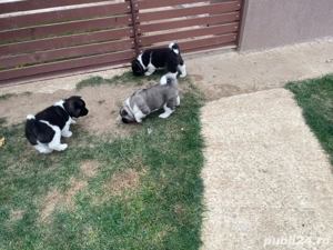 donez catei Akita American - imagine 2