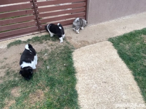 donez catei Akita American - imagine 3