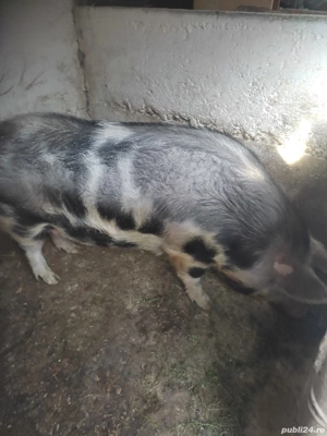 porci duroc si marele alb