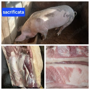 Purcea 160 kg  180 kg - imagine 2