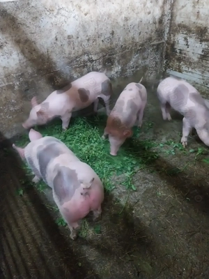 Scrofite petrean belgian  - imagine 2