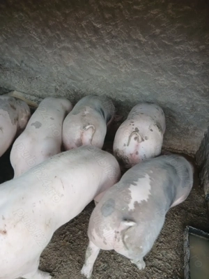 De vânzare porci  - imagine 2