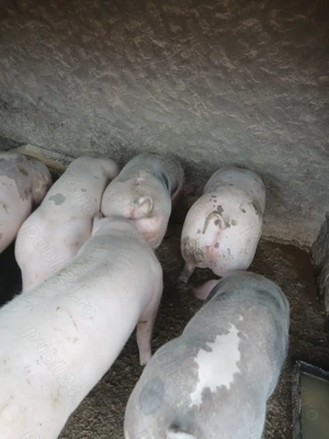De vânzare porci 