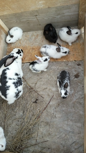 Iepurită cu pui fluture german 