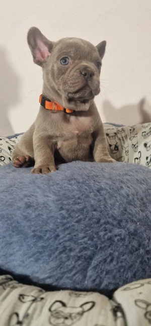 Bulldog Francez Lilac