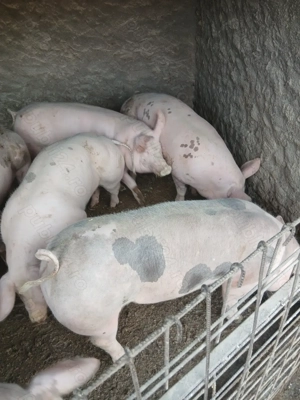 De vânzare porci  - imagine 4