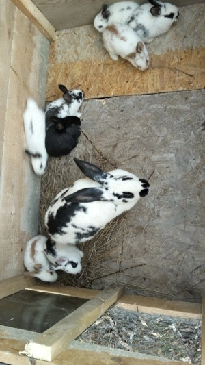 Iepurită cu pui fluture german  - imagine 2