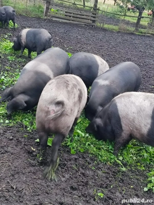 Vand porci bazna de taiat - imagine 2