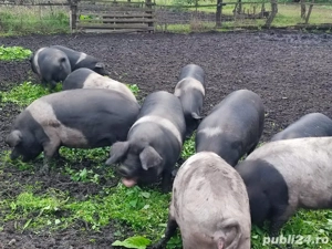 Vand porci bazna de taiat